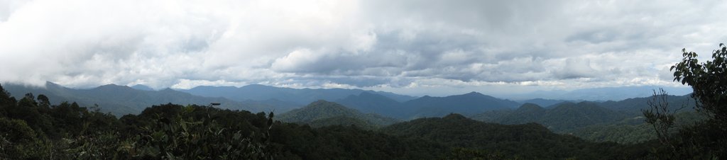 Pine Tree Hill