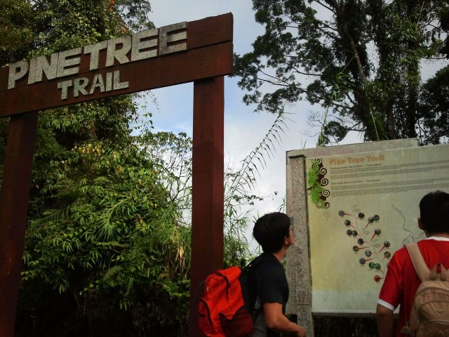 Pine Tree Trail