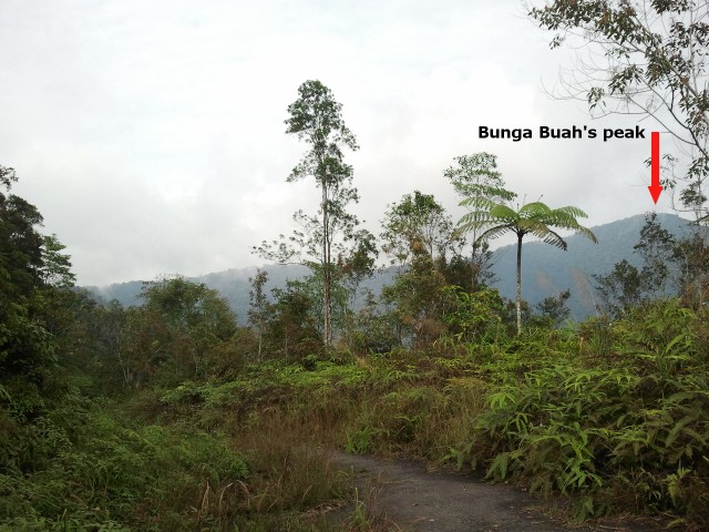 Bunga Buah's peak
