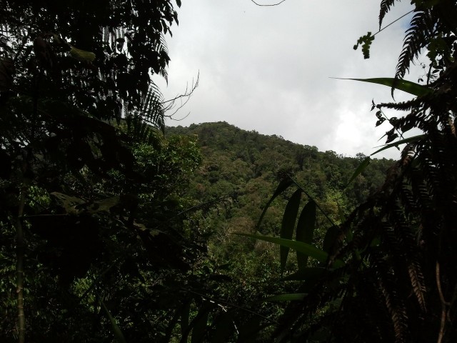 Pine Tree Hill (1st view)