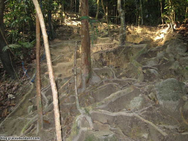 Route A - Tree roots