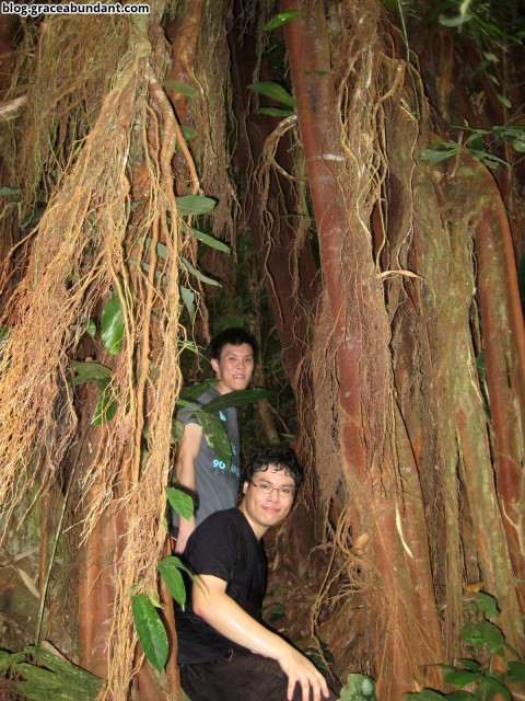Tree shelter