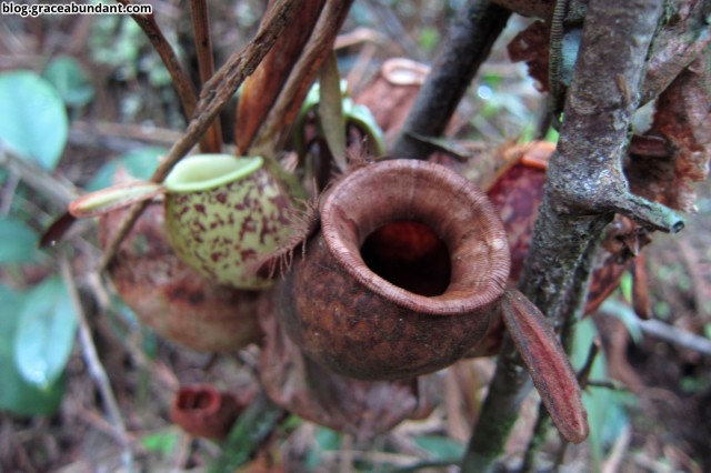 Pitches Plants