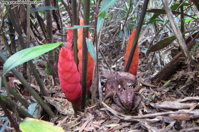 Ginger flowers