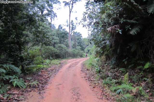 Logging trail