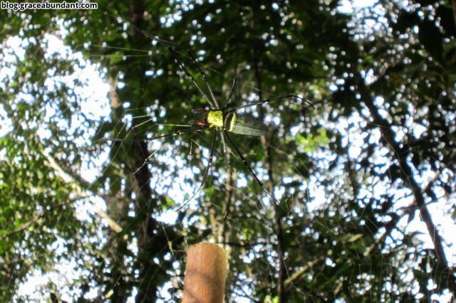 Spider